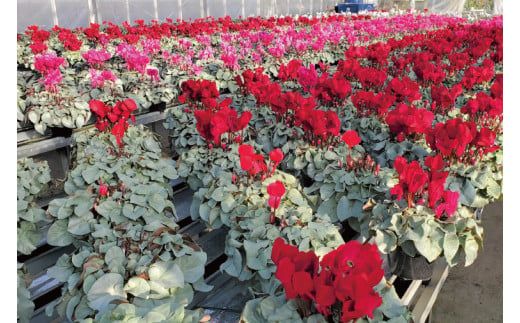 AT007【先行予約】【長谷川園芸】オリジナル品種 シクラメン プラチナリーフ 6寸 ワインレッド ※12月出荷