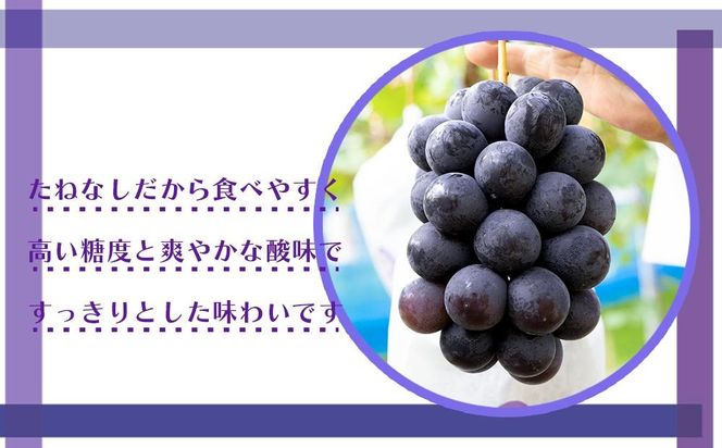 ［新鮮・産直］有田巨峰村の朝採りたねなしピオーネ　約2kg★2025年８月中旬頃より順次発送 BZ079