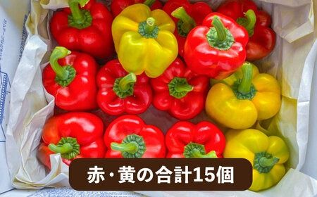 【先行予約】糸島産 肉厚 パプリカ 15個【2025年2月以降順次発送】 福岡県 糸島市 / シーブ [AHC032] 野菜 ピーマン