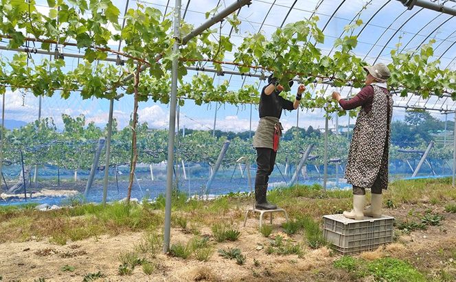 シャインマスカット 先行予約 約2kg 3～4房 果物 フルーツ ぶどう 大粒 甘い 完熟