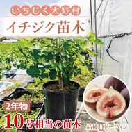 イチジク苗木 2年物 【なえぎ 観葉 植物 いちじく 自宅 ポット ドーフィン 茨城県 鹿嶋市】（KAE-8）