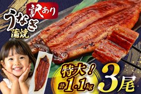 うなぎ 蒲焼 特大サイズ 肉厚 約 1.1kg 3尾 タレ・山椒付 茶葉蒸し [大黒物産 福岡県 宇美町 um40bak830001] 鰻 ウナギ 小分け うなぎ蒲焼 鰻蒲焼き 訳あり 蒲焼き かば焼き 茶葉蒸しうなぎ 真空パック 個包装 冷凍 unagi