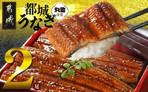 宮崎県育ちのうなぎ蒲焼2尾300g以上≪山椒・たれ付≫_13-M301