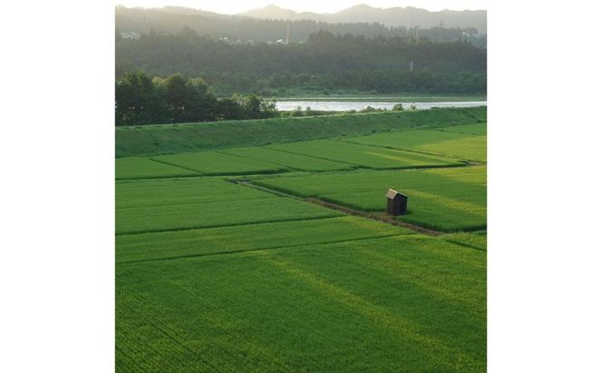 【定期便】魚沼十日町コシヒカリ5kg x 6回 お米 米 コメ 