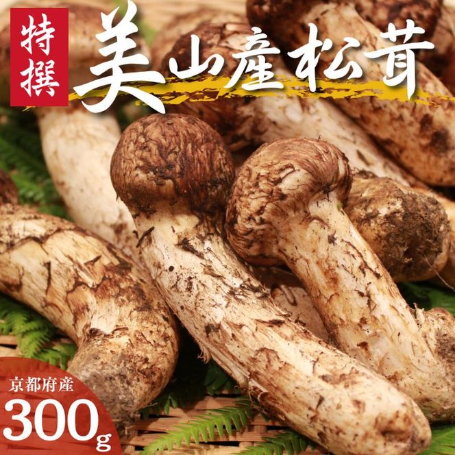 松茸 【 数量限定 】 京都 丹波産 天然 まつたけ 300g 国産 南丹市 マツタケ 松茸ご飯 土瓶蒸し 焼き松茸 秋の味覚 高級 ごちそう ご褒美 贈答 ギフト プレゼント 冷蔵 秋26