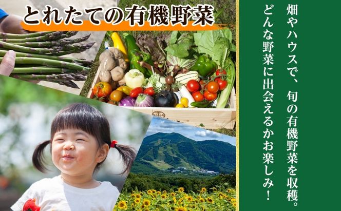【2026年】北海道 オーガニック 野菜収穫＆ピザ作り 体験 2名様分 ペア チケット 体験型 ツアー 夏休み 野菜 有機野菜 ピザ ハウス 収穫 新鮮 ニセコグリーンファーム 送料無料 体験チケット 