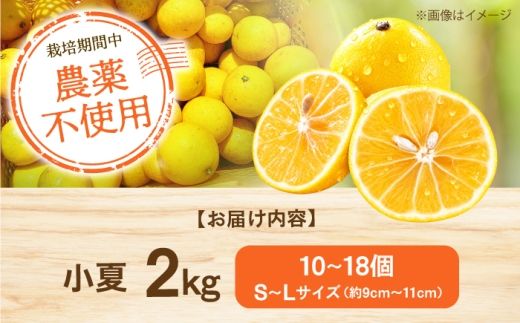自然栽培小夏 2kg / 柑橘 自然 無農薬 土佐市 【有限会社四万十くじら】 [BQBR015]