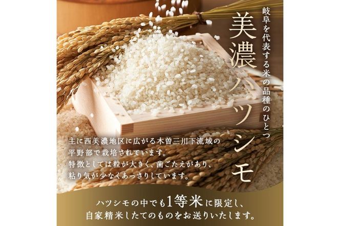 2025年産米　美濃ハツシモ　1等米8kg（2kg×4袋）　【0021-007】