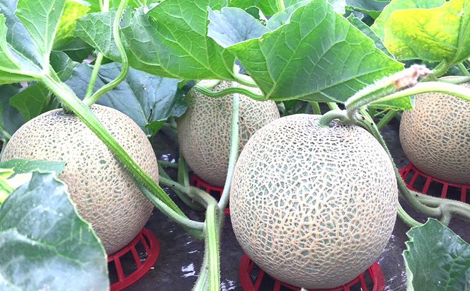 【2026年発送】 富良野メロン 赤肉 2玉入(約4kg以上) メロン ふらのメロン フルーツ 果物 くだもの 美味しい 甘い ギフト プレゼント 北海道 富良野市