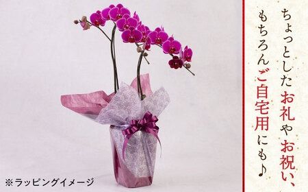 胡蝶蘭 ミディ 2本立ち 糸島市 / 平野園芸 花 生花 [AMI002] 胡蝶蘭 蘭 生花 花 ギフト 贈り物 お祝い ミディ 自家用 自宅用 ピンク