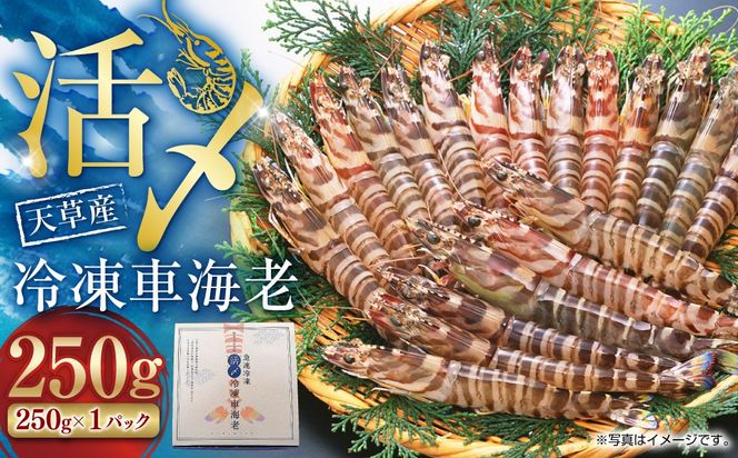 天草産 活〆冷凍 車海老 250g（特大）6～7尾 車えび 車エビ えび 海老 エビ 冷凍 国産 熊本県 上天草市【2025年11月下旬発送開始】