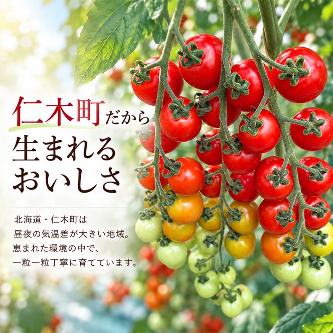 [2026年発送] 北海道 仁木町産 ミニトマト キャロルスター 2.4kg (96粒～150粒) トマト 野菜 国産 プチトマト 甘み 使いやすい サラダ お弁当 家庭用 子供に人気 リコピン [REDA FARM]