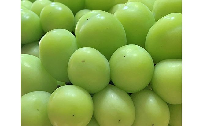 シャインマスカット 約5kg 6～8房 葡萄 フルーツ 岡山 高梁市産 こあに葡萄園 2026年 先行予約 果物類 ぶどう ブドウ 