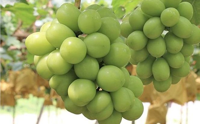 ぶどう 早期受付 シャイン マスカット 1房（650g以上） ブドウ 葡萄 岡山県産 国産 フルーツ 果物 ギフト 桃茂実苑