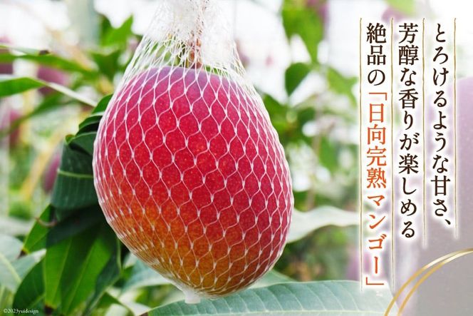 宮崎完熟マンゴーB品1kg2,500円から7/28収穫分 個数は5kg15個前後 宮崎完熟マンゴーB品1kg2,から7/26収穫分 個数は5kg15個前後