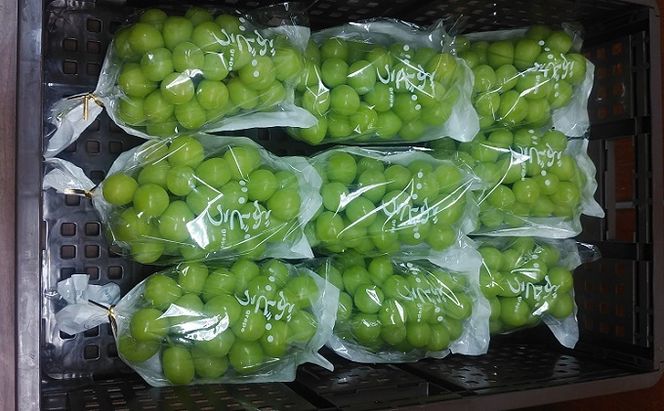 【11・12月発送】富山葡萄園の冷蔵シャインマスカット約1kg(2房） 果物類 ぶどう フルーツ ブドウ 果物 