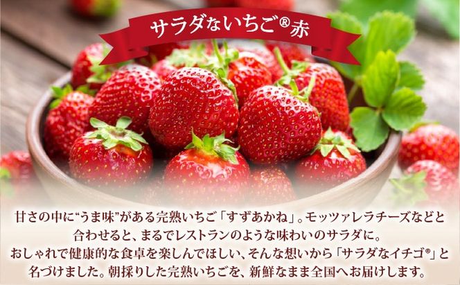 ＜2026年先行予約＞ サラダないちご（赤・白）【ecg-003】