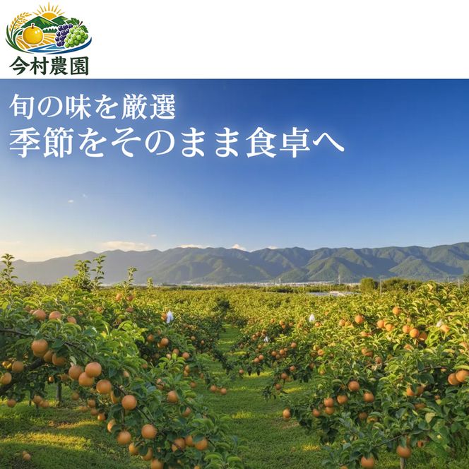 【甘さと酸味の黄金バランス】熊本県産 あきづき 5～7個(約3kg) 1箱 あきづき 梨 フルーツ 甘い 濃厚 農家直送 ギフト 贈答用 家庭用 お取り寄せ 熊本県