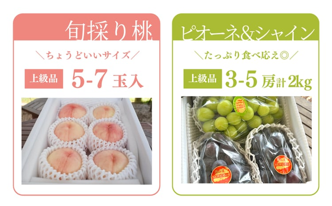 【2026年先行予約】量より質！桃5-7玉とピオーネ＆シャインマスカット3-5房の上級品が届く２回便 (定期便)(岡山県産)【KF-T029-02】