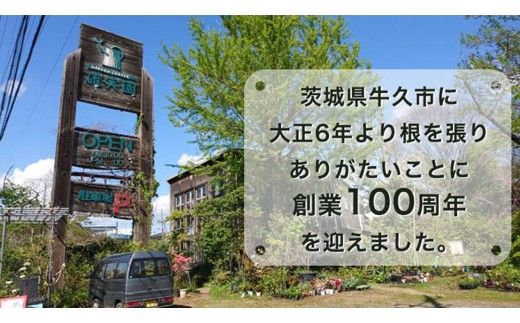 シクラメン 「大サイズ」【 おまかせ 1点 】 ガーデニング 花 はな フラワー 鉢 鉢植え 常温 ギフト プレゼント 贈り物 贈答 牛久市 確実園 [BG008us]