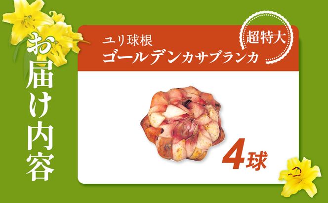 【ふるさと納税】【期間限定】ユリ球根　超特大球ゴールデンカサブランカ黄色：4球　黄花品種 花 フラワー 園芸 ガーデニング 植物 高品質 送料無料
