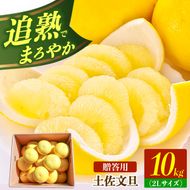 【先行予約】土佐文旦の創始 宮地文旦園の土佐文旦 贈答用2L 約10キロ 20～22個入り 10kg〈2027年3月上旬～4月下旬〉 ぶんたん ブンタン フルーツ 柑橘 みかん 果物 くだもの 柑橘類 デザート ギフト 贈り物 高知県 土佐市【宮地文旦園】[BQBP005]