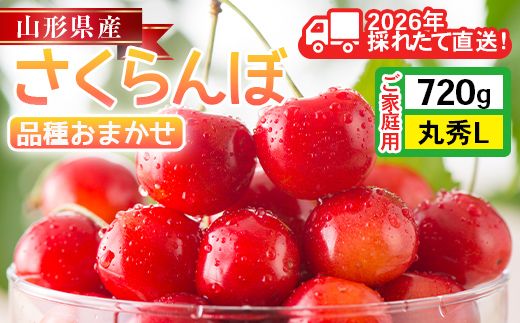 FYN6-535 ≪2026年先行予約≫ご家庭用 山形県産 さくらんぼ 品種おまかせ(佐藤錦・紅秀峰など) 720g(180g×4P) 丸秀 L以上 フードパック詰め 2026年6月中旬頃より発送 果物 くだもの フルーツ サクランボ チェリー 家庭用 自宅用 産地直送 山形県 西川町 月山