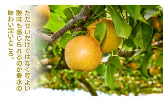 《 先行予約 》豊水 6～12玉 (約3kg ) 【 2026年8月下旬発送開始】 フルーツ 果物 なし ナシ 旬 新鮮 旬 期間限定 甘い 国産