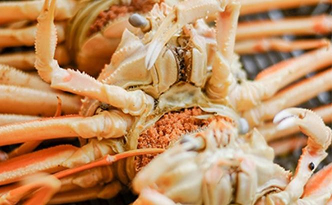 お歳暮 茹で セイコガニ メス 5杯 セット 詰め合わせ 冬の味覚 カニ 蟹 かに 茹でカニ せいこ蟹 カニセット 魚介 魚介類 海鮮 海鮮セット 福井 福井県 若狭町