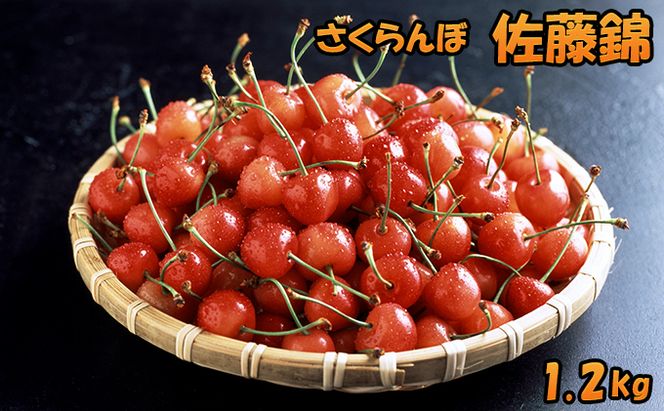 先行受付 北海道 仁木町産 さくらんぼ 佐藤錦 1.2kg（300g×4パック） 美味しい 人気 おすすめ お裾分け サクランボ チェリー フルーツ 果物 果物類  仁木町 仁木 [JA新おたる]