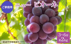 ぶどう 2026年 先行予約 ご家庭用 ニュー ピオーネ 3～6房 約2kg ブドウ 葡萄  岡山県産 国産 フルーツ 果物 巨峰 美しい 外観 大粒 高糖度 種なし 皮ごと 芳醇 酸味 美味しい 絶妙 バランス 大人気 