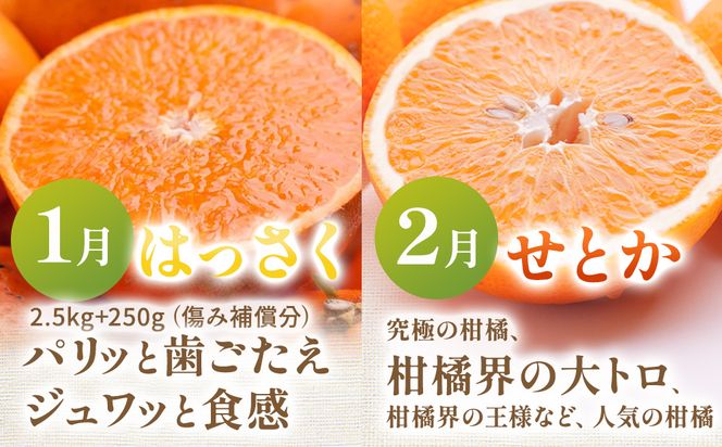 【定期便】家庭用 柑橘定期便 S 12回（毎月）※北海道・沖縄・離島への配送不可※毎月発送