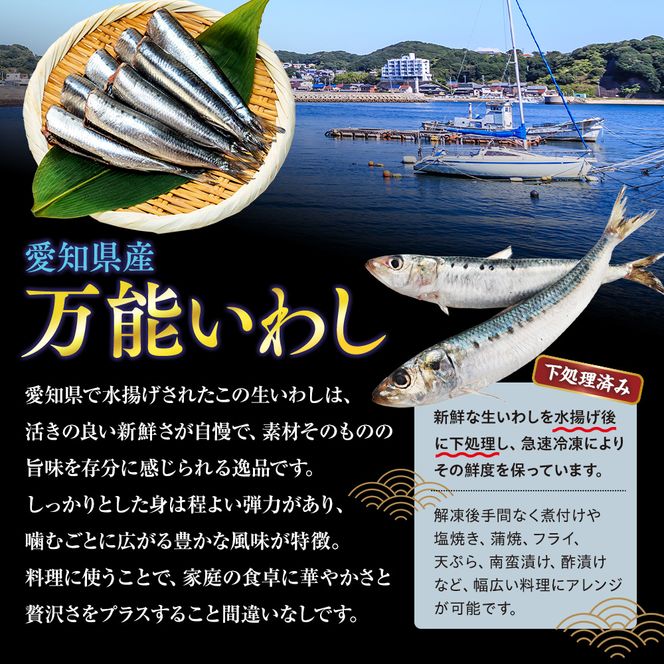 万能いわし 8匹 (約160g～180g) × 3袋 下処理済み