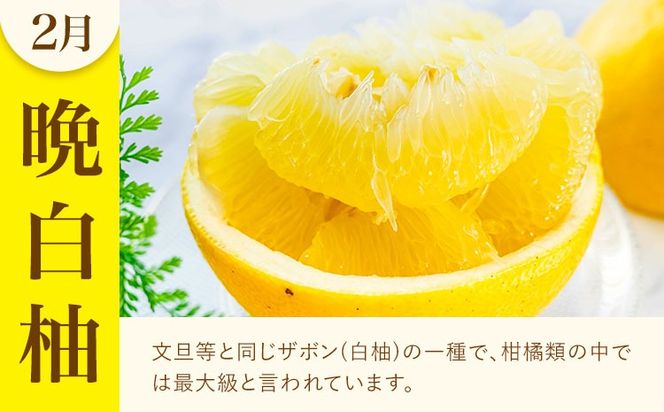 旬の柑橘定期便 山本果樹園 旬のみかん 約5kg パール柑 約5kg 晩白柚 2玉（Lサイズ）《11月上旬-2月下旬頃出荷》果物 フルーツ ザボン 熊本県 特産品---hkw_ymk_7_mo3---