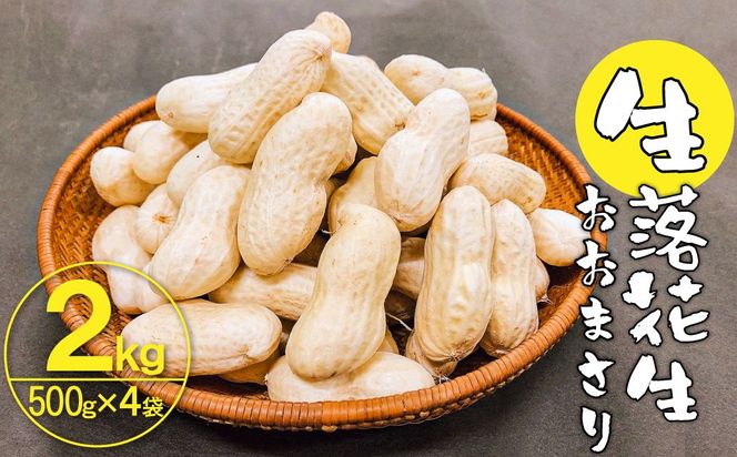生落花生 おおまさり 2kg とれたて 耕地の美味しい野菜シリーズ第1弾 H132-034