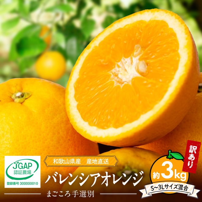ZE6508_和歌山県産 バレンシアオレンジ 3kg 家庭用