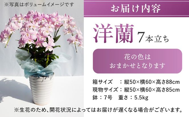 【 10セット 限定 】 デンファレ （ 洋蘭 ） 7本 立ち  《糸島》【和饗エコファーム株式会社】 蘭 洋蘭 デンファレ 花 インテリア お祝い 贈り物 [AVI002]