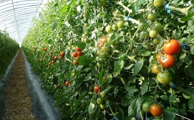 野菜セット おまかせ 10～15種 旬 朝倉市産 着日指定不可 配送不可 離島 詰合せ 