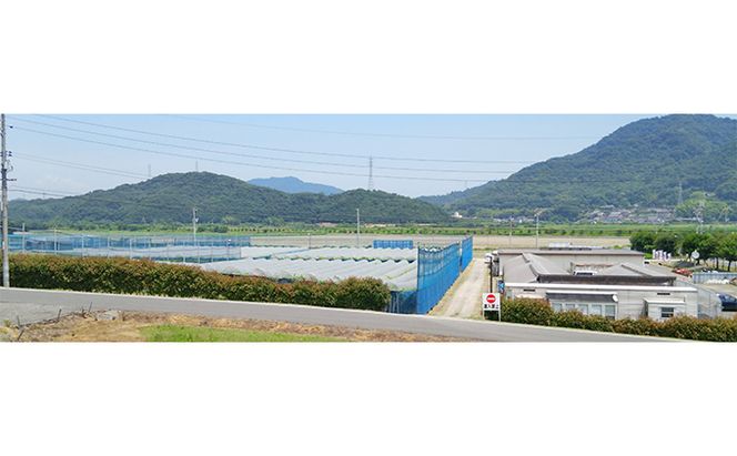 【2026年先行予約】 【糖度18度以上】ぶどう 岡山県産 たたらみねらる シャインマスカット トリプルカップ (3カップ入り 合計900g以上) 《2026年8月下旬-10月下旬頃出荷》 フルーツ 果物 数量限定 