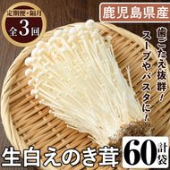 ＜定期便(奇数月)・全3回＞生白えのき茸(計60袋・20袋×3回)国産 エノキ きのこ キノコ 個包装【三笠えのき茸生産組合】akn010-23