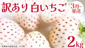 訳あり 白いちご 2kg【2026年3月発送開始】(茨城県共通返礼品：大子町) 苺 果物 フルーツ 果実 ご家庭用 	