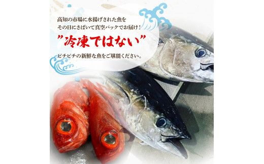 ＜6回定期便＞違いの分かる鮮魚店店長が送る 高知のお魚定期便！！ 