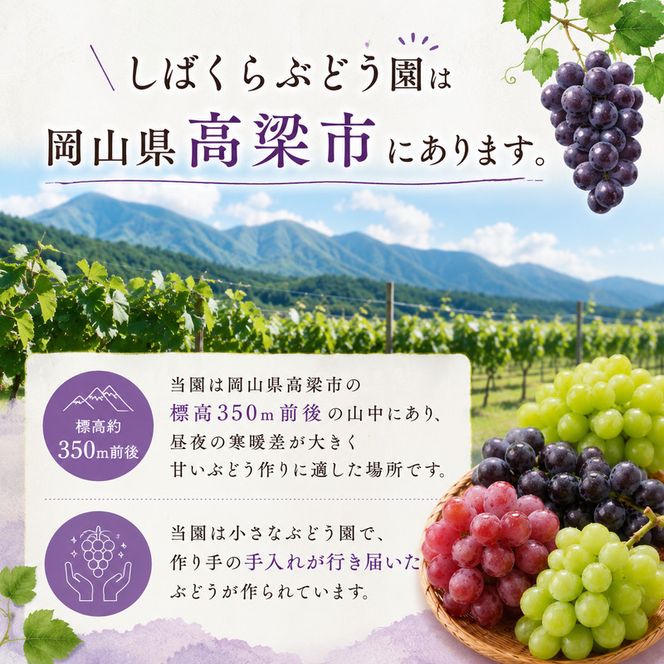 バラエティ セット 3～4房 約2kg 高梁市産 2026年 先行予約 しばくらぶどう園 葡萄 フルーツ 岡山 果物 果物類 詰合せ 