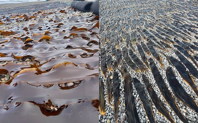 北海道 礼文島産 極上の旨み 昆布〆ウニ 食べ比べセット (ムラサキ・バフン 各100g×2パック)［Dining cafe 海］【 うに ウニ 雲丹 昆布〆 バフンウニ ムラサキウニ 珍味 おつまみ 酒の肴 ご飯のお供 贈答 ギフト 】