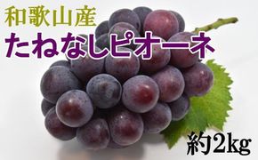 【2026年度発送分】【新鮮・産直】和歌山かつらぎ町産たねなしピオーネ約2kg ※2026年8月中旬～2026年9月中旬頃に順次発送予定【tec500B】