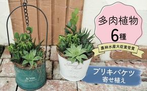 多肉植物６種【令和元年 農林水産大臣賞受賞】ブリキバケツ型室内用の鉢植えインテリア プレゼント ギフト 癒し H195-005