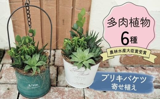 多肉植物６種【令和元年 農林水産大臣賞受賞】ブリキバケツ型室内用の鉢植えインテリア プレゼント ギフト 癒し H195-005