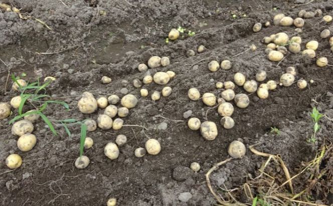 まなびファーム 令和8年産じゃがいも2.2kg 野菜 根菜 国産 新じゃがいも ジャガイモ きたあかり 新じゃが ポテト 食材 九十九里町 千葉県