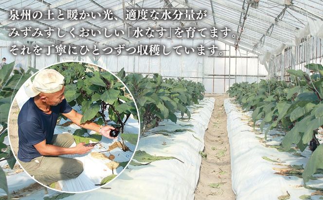 005A759o 【お歳暮対応】泉州 泉佐野市産 ハウス水なす 6個【茄子 泉佐野産 とれたて 新鮮野菜 やさい 高評価】