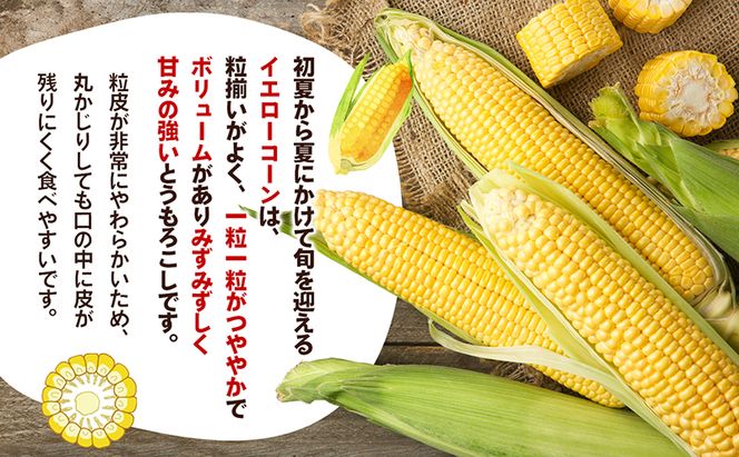 イエローコーン 約3kg 野菜 とうもろこし 野菜セット 